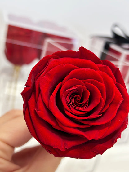 ACRYLIC ROSE BOX - RED