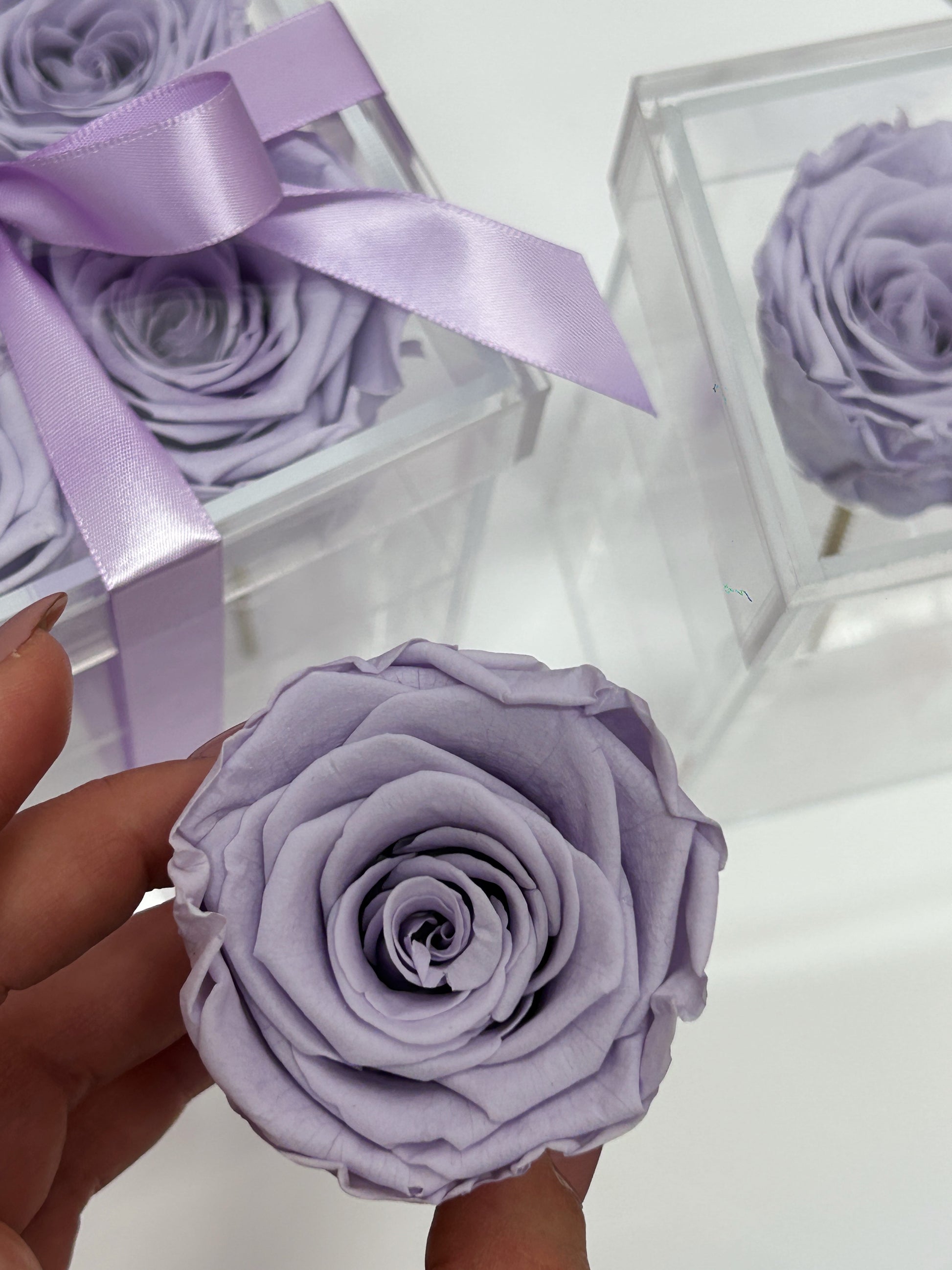 lilac acrylic rose box - singles and box of four 