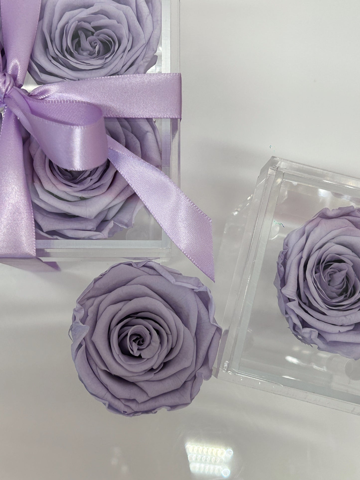 lilac eternity rose boxes toronto 