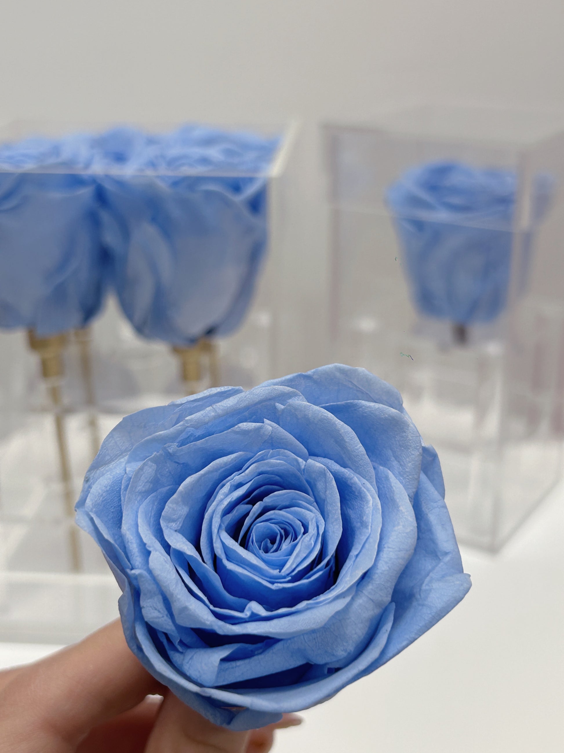 powder blue acrylic rose box - single and box 4 