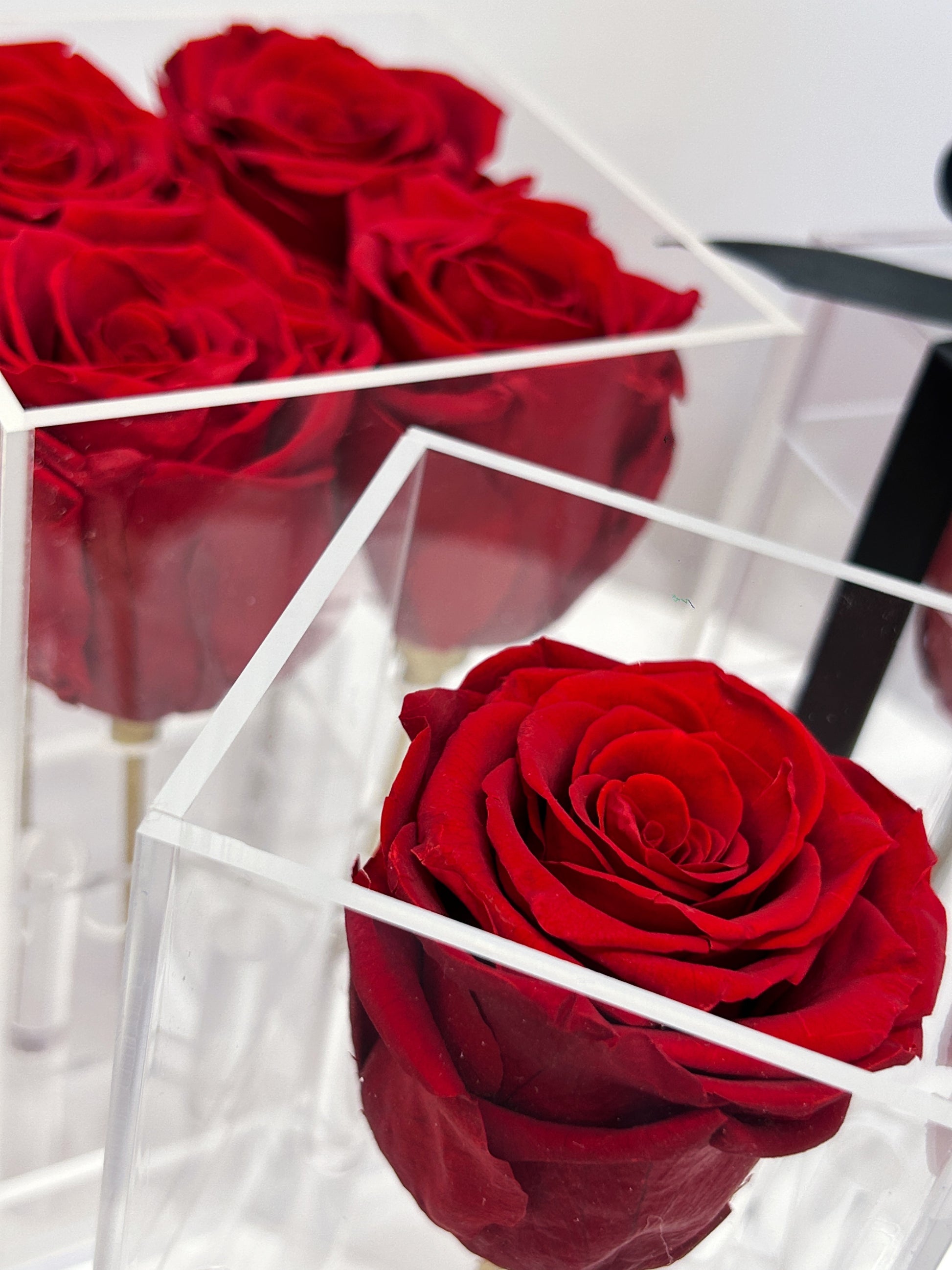 red acrylic rose boxes toronto 