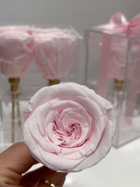 soft pink preserved rose box single gold stem